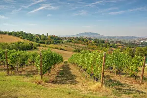 Viniculture Prints: View of vineyard near Torraccia and San Marino in background, San Marino, Italy, Europe