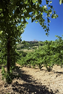 San Gimignano Prints: View from vineyard of the town of San Gimignano