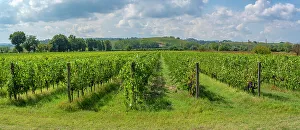 Viniculture Prints: View of vineyard and Tuscan landscape near Pontedera
