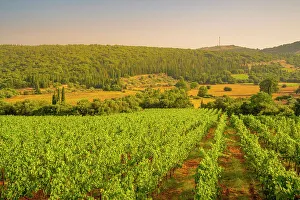 Viniculture Prints: View of vineyards near Poulata, Kefalonia, Ionian Islands, Greek Islands, Greece, Europe