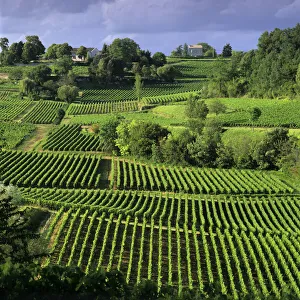 Viniculture Prints: View over vineyards, Saint Emilion, Nouvelle Aquitaine, France, Europe