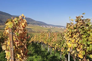 Pfalz Prints: View over the vineyards to Weyher in autumn