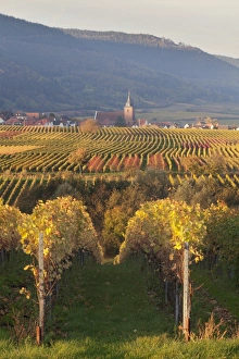 Pfalz Prints: View over vineyards to the wine village of Burrweiler in autumn