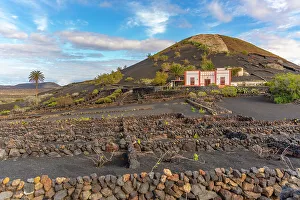 Winemaking Prints: View of volcanic landscape and vineyards near La Geria