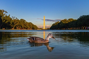 Duck Prints: View of the Washington Monument in Washington, D.C. United States of America