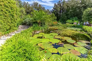 Gardening Prints: View of water lily pads in pond and tropical flora in Giardini la Mortella Botanical Gardens