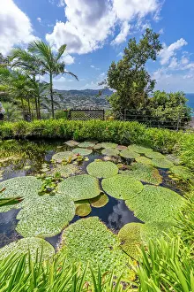 Gardening Prints: View of water lily pads in pond and tropical flora in Giardini la Mortella Botanical Gardens
