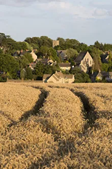 Cotswolds Prints: View over wheat field to village, Stonesfield, Cotswolds, Oxfordshire, England, United