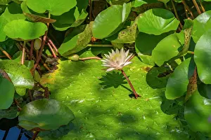 Petals Prints: View of white water lily and tropical flora in Giardini la Mortella Botanical Gardens