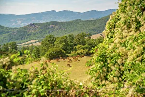 Emilia Romagna Prints: View of woodland and countryside near Pennabilli