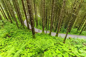 Waterfalls Prints: View of woodland at Krimml Waterfalls during summer