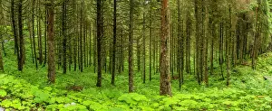 Waterfalls Prints: View of woodland near waterfalls in summer with lush green trees and plants in Austria's natural park area