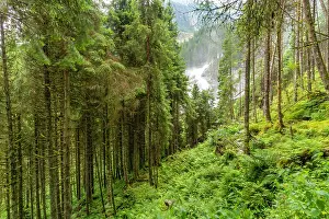 Waterfalls Prints: View of woodland and waterfalls in summer at Krimml Waterfalls in Hohe Tauern National Park in Austria