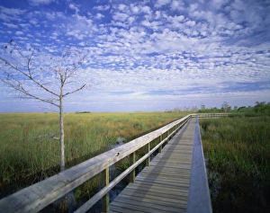 Walkways Prints: Viewing walkway, Everglades National Park, Florida, United States of America