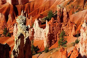 Tall Prints: Views of red rock formations and trees in Bryce Canyon National Park