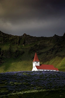 Wild Flowers Prints: Vik church and lupine flowers, South Region, Iceland, Polar Regions
