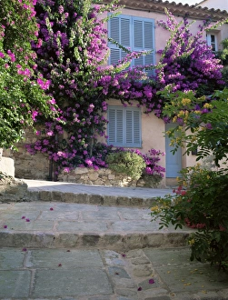 Bougainvillea Prints: Village house covered with bougainvillea, Grimaud, Var, Cote d Azur
