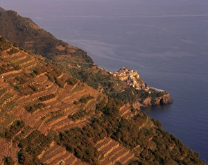 Village of Manarola and terraced vineyards at sunset