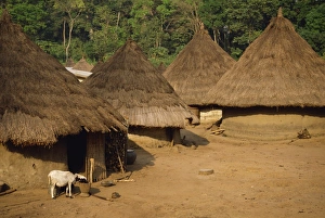 Thatch Prints: Village scene, Ivory Coast, West Africa, Africa