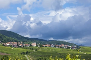 Village amongst vineyards in the Pfalz area, Germany, Europe
