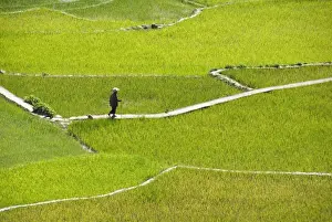 Farmer Prints: Villager walking across rice terraces typical of Ifugao culture, Aguid