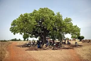 Villagers gather under a large tree in Nandom, Ghana, West Africa, Africa