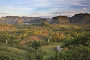 Search Results: Vinales Valley, UNESCO World Heritage Site, bathed in early morning sunlight, Vinales
