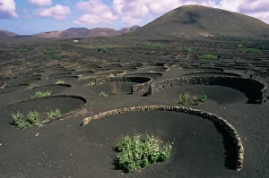 Canaries Prints: Vine cultivation, La Geria region, Lanzarote, Canary Islands, Spain, Europe