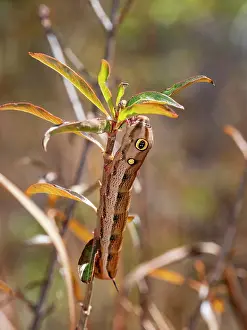 Bright Prints: Vine hawkmoth caterpillar climbs on a tree branch in Isalo National Park, Madagascar