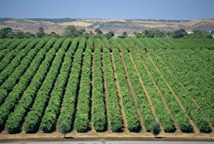 Vine rows, McLaren Vale-Maxwell Wines, Australia