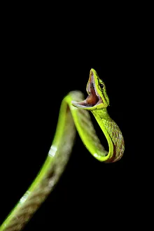 Black Background Prints: Vine Snake, Mashpi Lodge, Reserva Mashpi Amagusa, Pichincha, Ecuador, South America