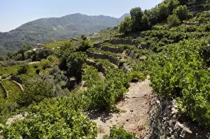 Images Dated 22nd August 2011: Vine (Vitis sp. ) and Olive (Olea europaea) terraces, Manolates, Isle of Samos, Greece