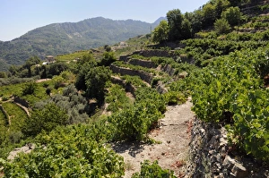 Samos Prints: Vine (Vitis sp. ) and Olive (Olea europaea) terraces, Manolates, Isle of Samos, Greece