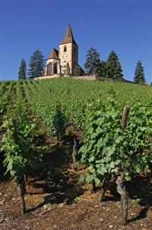 Hunawihr Prints: Vines lead up to church above the vineyard at Hunawihr in Alsace, France, Europe