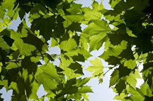 Sun Beam Prints: Vines near Saint Jean Pied de Port, Basque country, Pyrenees-Atlantiques