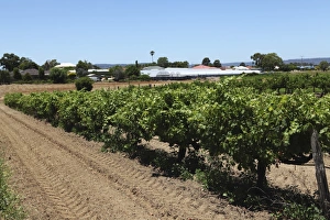 Food Industry Prints: Vines ripen in a vineyard in the Swan Valley