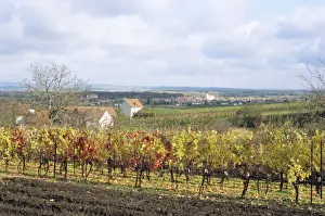 Brnensko Prints: Vines at vineyard in autumn, Sidleny Wine Cellars in Milotice