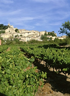 Vaucluse Prints: Vines in vineyard, village of Bonnieux, the Luberon, Vaucluse, Provence, France, Europe