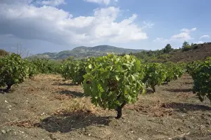 Vines in vineyards in the Troodos area in the centre of the island, Cyprus