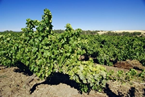 Winery Prints: Vines at a winery vineyard, Barossa Valley, South Australia, Australia