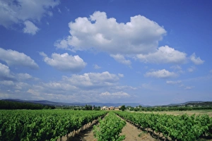 Roussillon Prints: Vineyard under blue sky and white clouds, near Roussillon, Vaucluse, Provence
