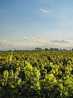 Mendoza Province Prints: Vineyard of Bodega Viamonte, Lujan de Cuyo, Mendoza Province, Argentina, South America
