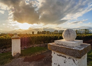 Mendoza Province Prints: Vineyard of Bodega Viamonte, sunset, Lujan de Cuyo, Mendoza Province, Argentina