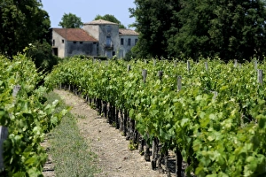 Wine Country Prints: Vineyard in the Bordeaux region, Gironde, Aquitaine, France