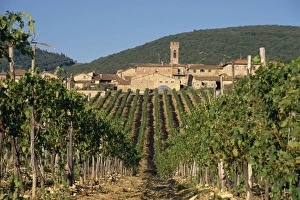 Chianti Prints: Vineyard in the Chianti Classico region north of Siena