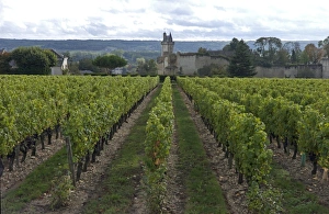 Loire Valley Prints: Vineyard, Chinon, Indre-et-Loire, Touraine, France, Europe