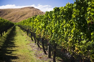 Hastings Prints: Vineyard at Clearview Estate Winery
