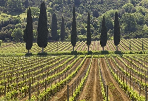 Cypress Trees Prints: Vineyard and cypress trees, San Antimo, Tuscany, Italy, Europe
