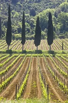 Images Dated 11th May 2009: Vineyard and cypress trees, San Antimo, Tuscany, Italy, Europe