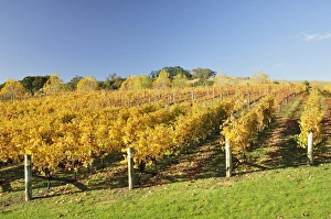 Wine Country Prints: Vineyard, Havelock North, Hawkes Bay, North Island, New Zealand, Pacific